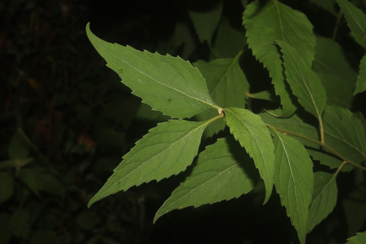 Cyanthillium hookerianum (Arn.) H.Rob.